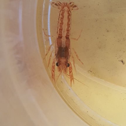 Mini mexican crayfish 2.5cm