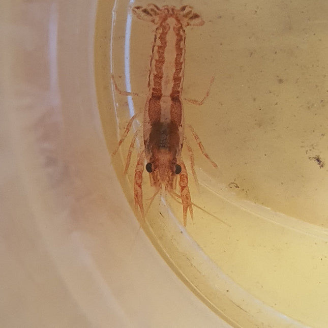 Mini mexican crayfish 2.5cm