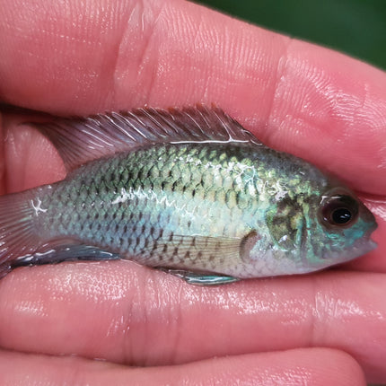 Electric blue acara 5cm