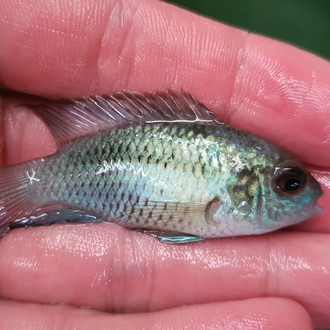 Electric blue acara 5cm