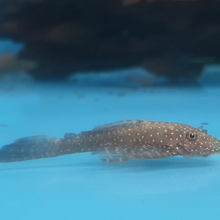 Pleco Ancistrus cirrhosus 4cm