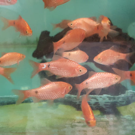 Bloody rosy barb 4cm