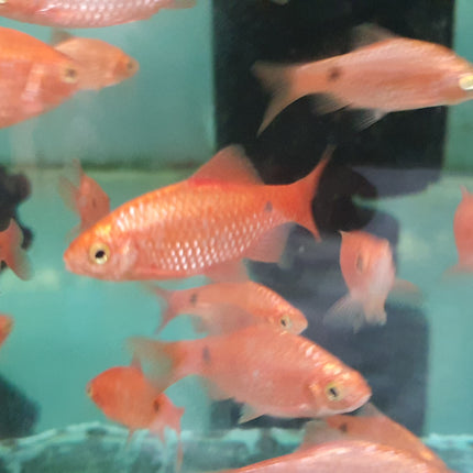 Bloody rosy barb 4cm