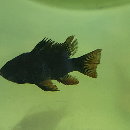 Black knight rams 3-4cm