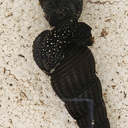 White spotted rabbit snail 6cm