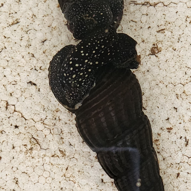 White spotted rabbit snail 6cm