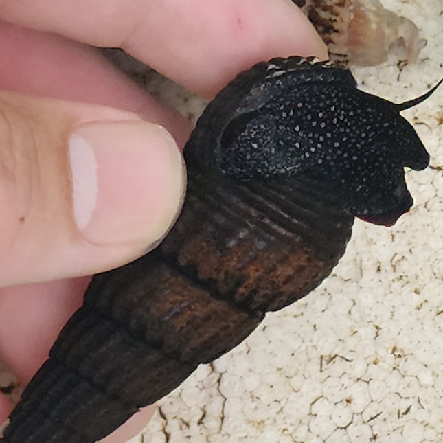 White spotted rabbit snail 6cm