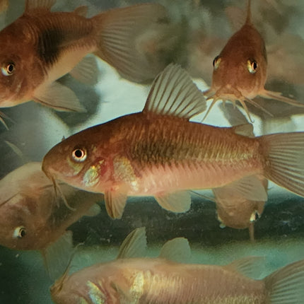 Corydoras aeneus 3cm