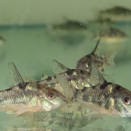 Corydoras peppered 3cm