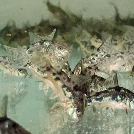 Corydoras peppered 3cm