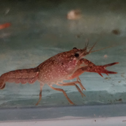 Red crawfish 5cm
