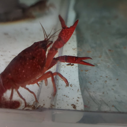 Red crawfish 5cm