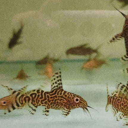 Synodontis nigriventis 3-4cm