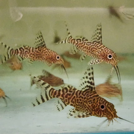 Synodontis nigriventis 3-4cm