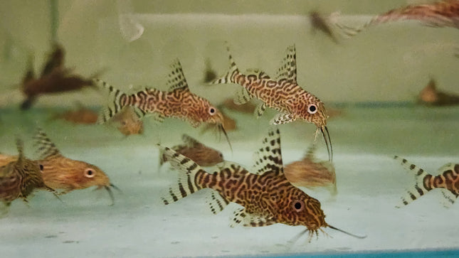 Synodontis nigriventis 3-4cm