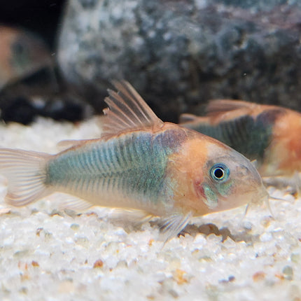Corydoras Eques 4cm