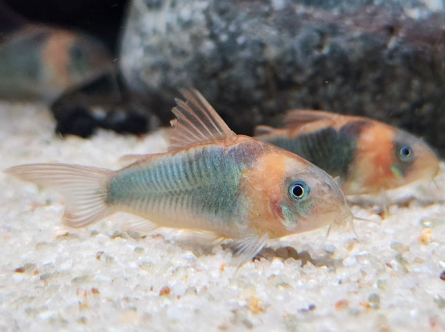 Corydoras Eques 4cm