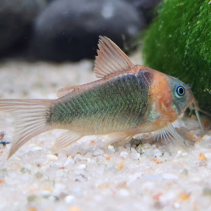Corydoras Eques 4cm