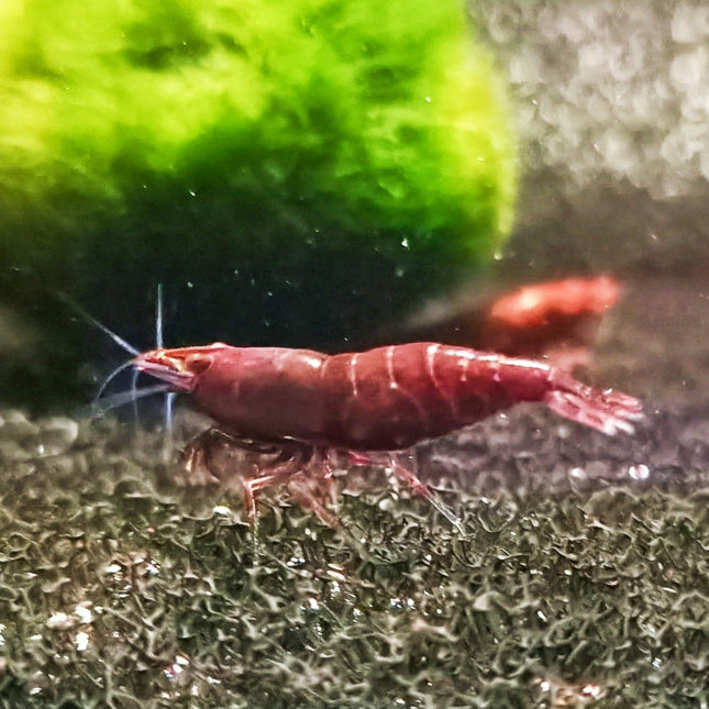 Bloody Mary shrimp 1-1.5cm