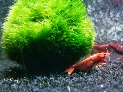 Bloody Mary shrimp 1-1.5cm