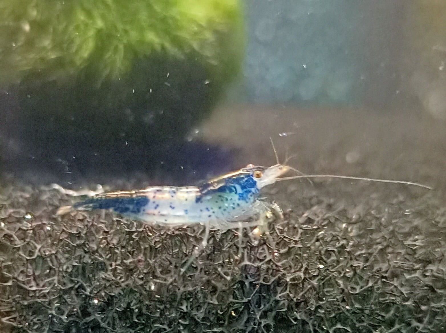 Blue rili shrimp 1-1.5cm – Fishlist by Desmond Lim