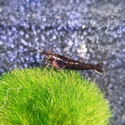 Chocolate shrimp 1-1.5cm