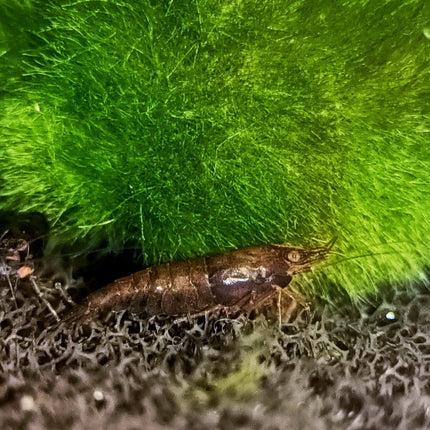 Chocolate shrimp 1-1.5cm