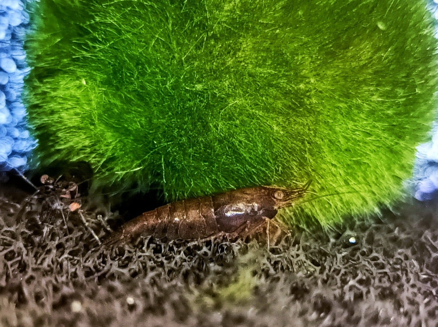 Chocolate shrimp 1-1.5cm