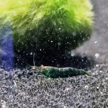 Neon green shrimp 1-1.5cm