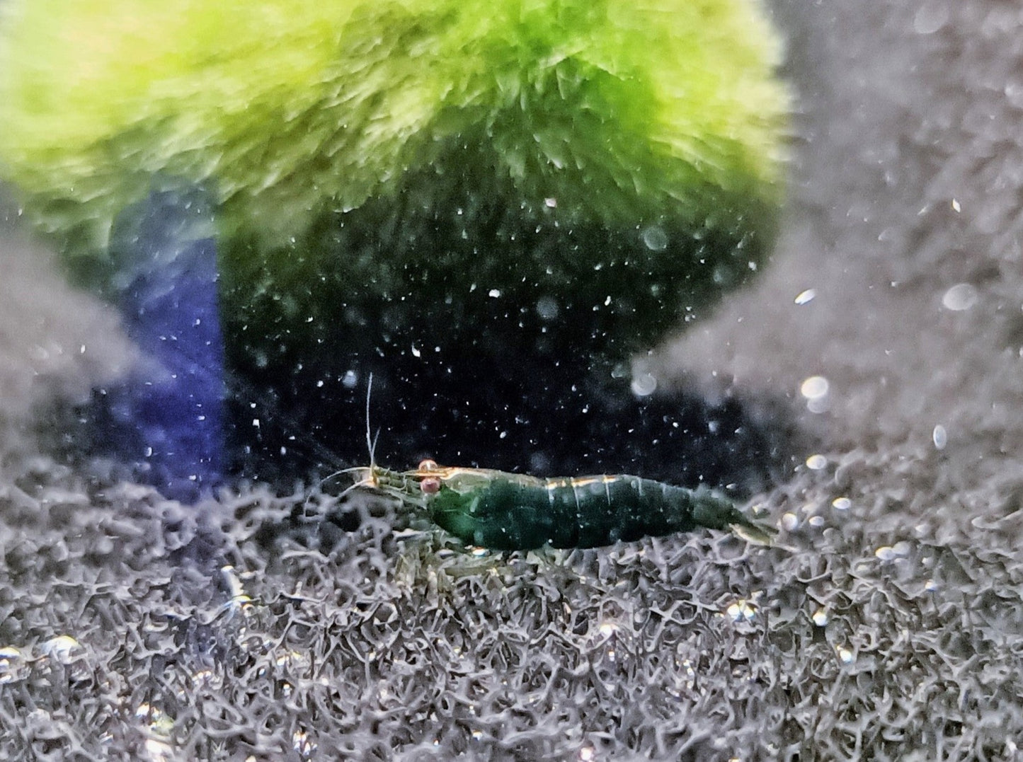 Super green shrimp 1-1.5cm