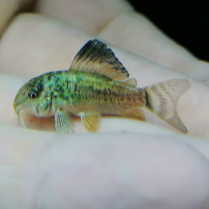 Corydoras Emerald Green 2.5-3cm