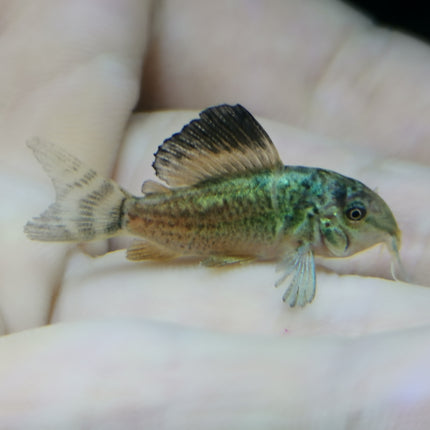 Corydoras Emerald Green 2.5-3cm