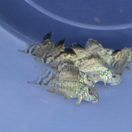 Corydoras Emerald Green 2.5-3cm