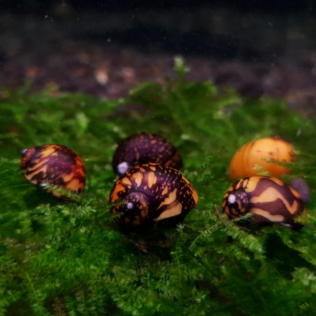 Batik snail