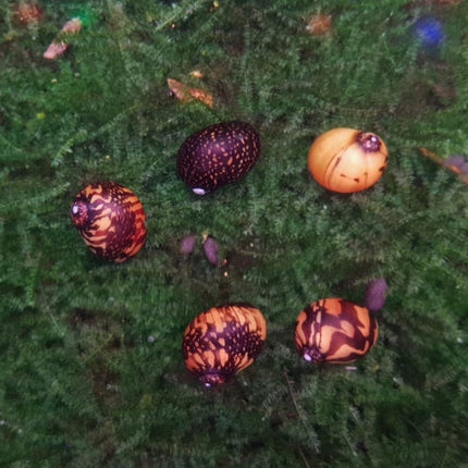 Batik snail