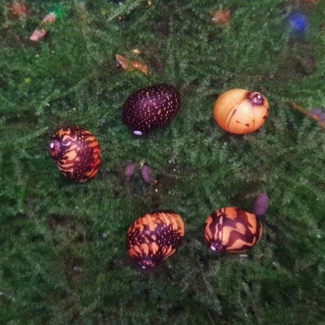 Batik snail