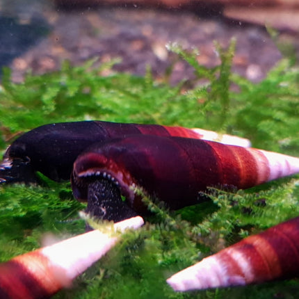 Blue rabbit snail 5cm