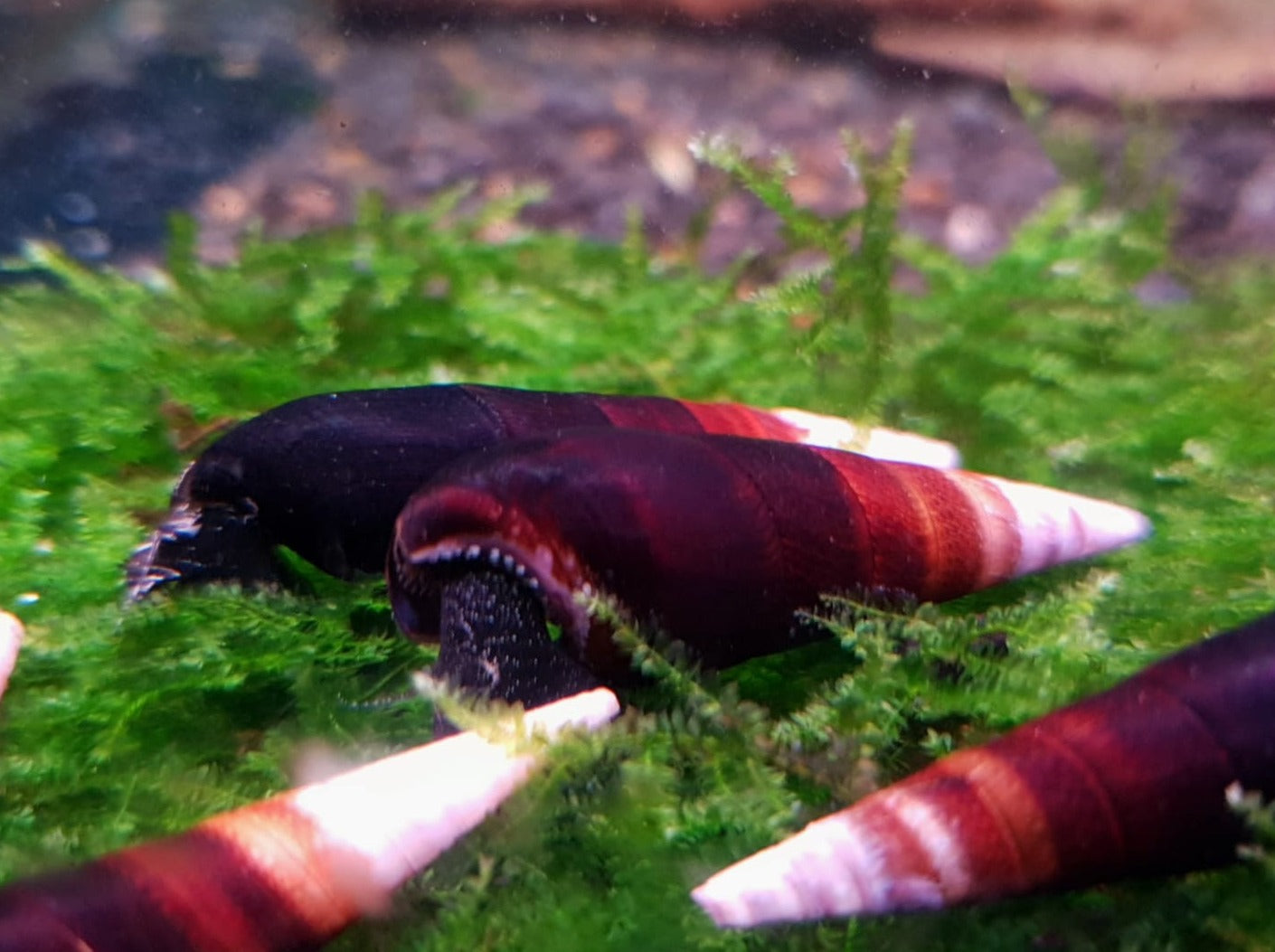 Blue rabbit snail 5cm – Fishlist by Desmond Lim