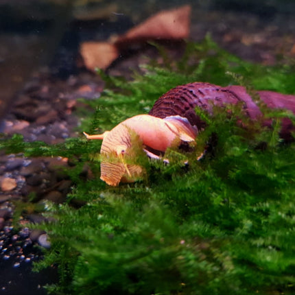 Yellow rabbit snail 5cm