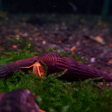 Yellow rabbit snail 5cm