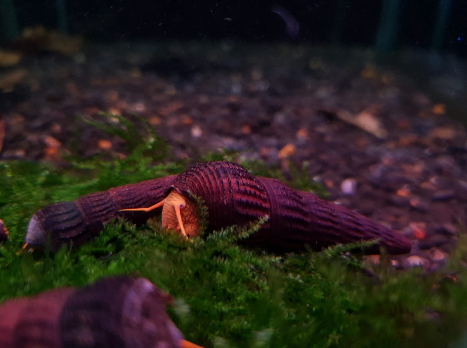 Yellow rabbit snail 5cm – Fishlist by Desmond Lim