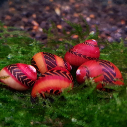 Red Nerite snail