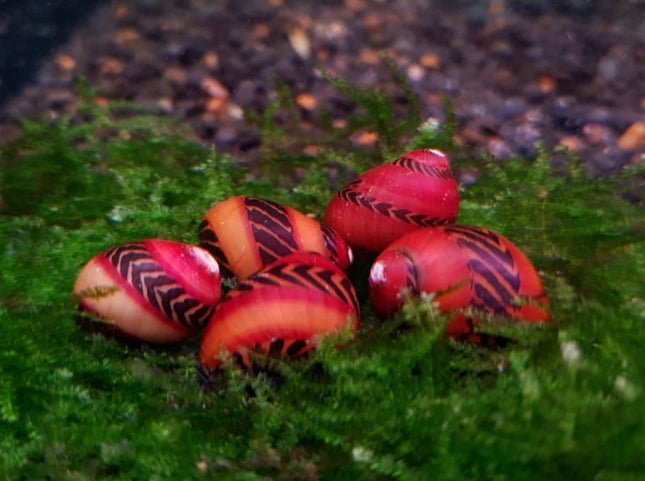Red Nerite snail