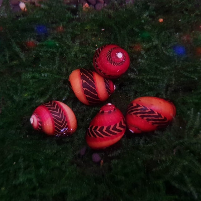 Red Nerite snail