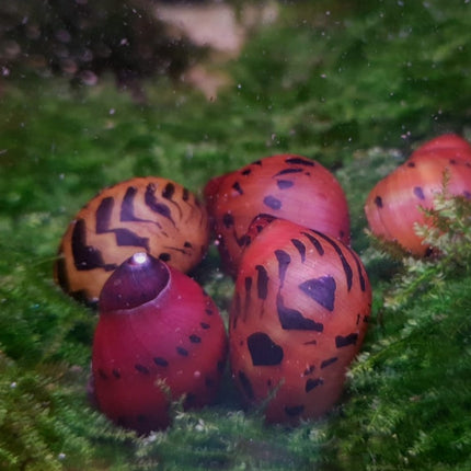 Red onion snail
