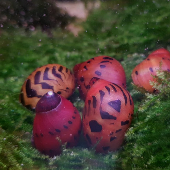 Red onion snail