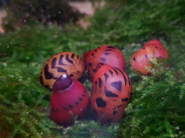 Red onion snail
