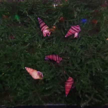 Assassin snail