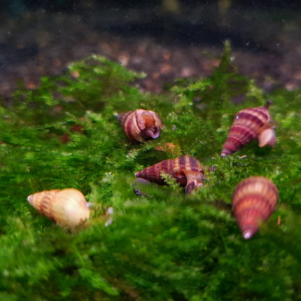 Assassin snail