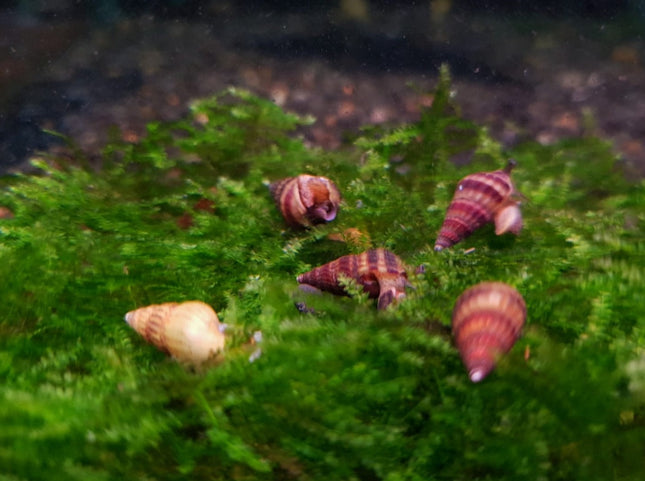 Assassin snail